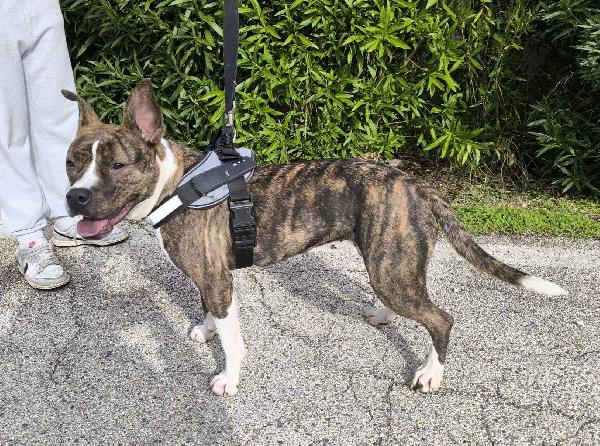 Pippi cerca casa  Foto 5